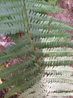 Ormanda bir eğrelti otunun yakınında