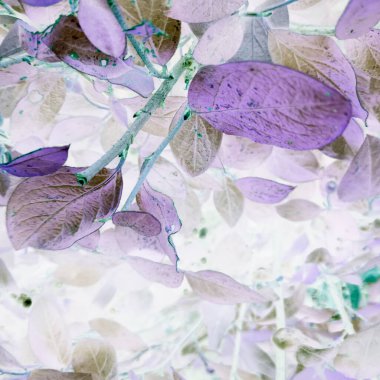 Negatif filtreli fantastik doğal çiçek arkaplanı