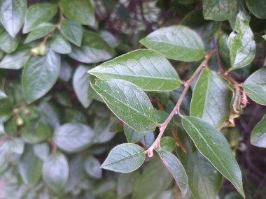 Doğal yeşil yapraklar arkaplan, yakın görünüm 