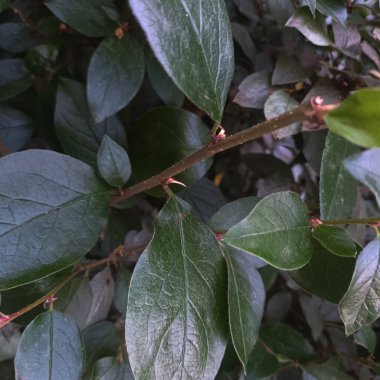 Doğal yeşil yapraklar arkaplan, yakın görünüm 