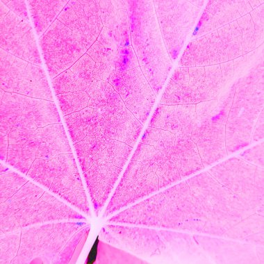 Negatif renkli efektli soyut çiçek arkaplanı 