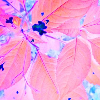 Negatif renkli efektli soyut çiçek arkaplanı 