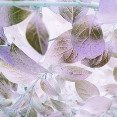 Negatif filtreli fantastik doğal çiçek arkaplanı