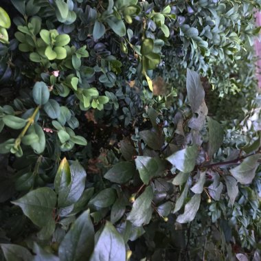 Doğal yeşil yapraklar arkaplan, yakın görünüm 