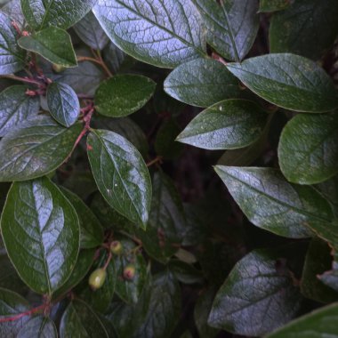 Doğal yeşil yapraklar arkaplan, yakın görünüm 