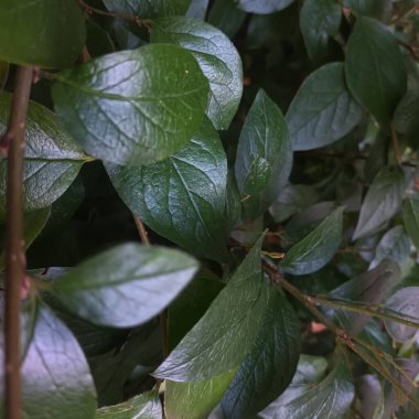 Doğal yeşil yapraklar arkaplan, yakın görünüm 