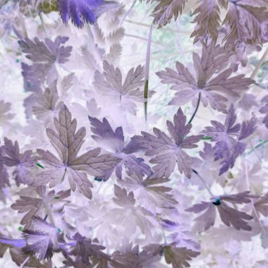 Negatif filtreli fantastik doğal çiçek arkaplanı