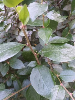 Doğal yeşil yapraklar arkaplan, yakın görünüm 