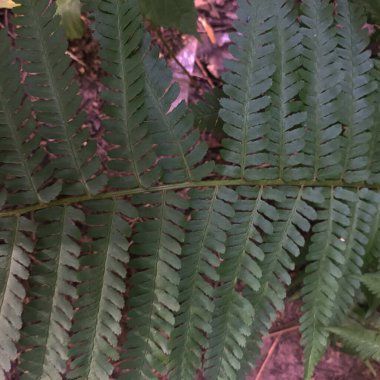 yeşil yapraklar arka plan, yeşillik ve doğa