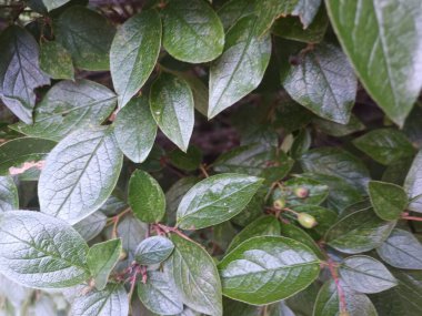 Doğal yeşil yapraklar arkaplan, yakın görünüm 