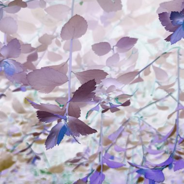 Negatif filtreli fantastik doğal çiçek arkaplanı