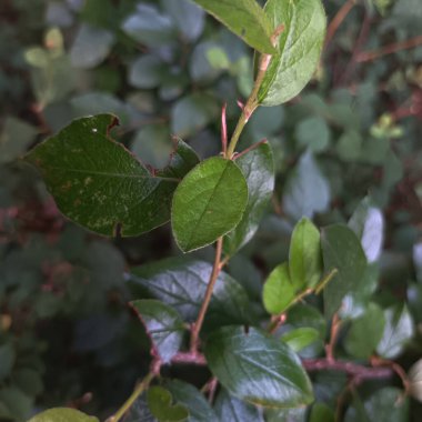 Doğal yeşil yapraklar arkaplan, yakın görünüm 