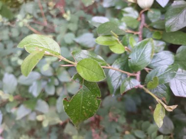 Doğal yeşil yapraklar arkaplan, yakın görünüm 