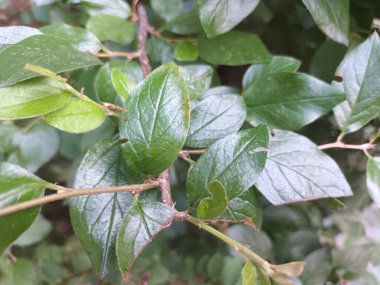 Doğal yeşil yapraklar arkaplan, yakın görünüm 