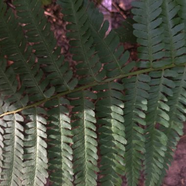 Bahçede yeşil yapraklar