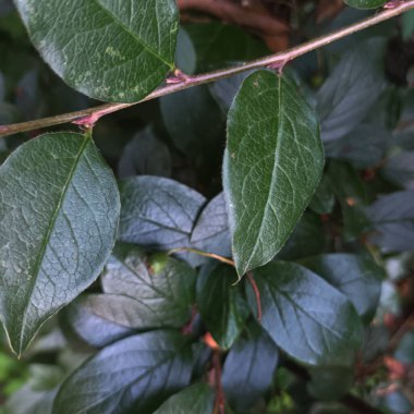 Doğal yeşil yapraklar arkaplan, yakın görünüm 