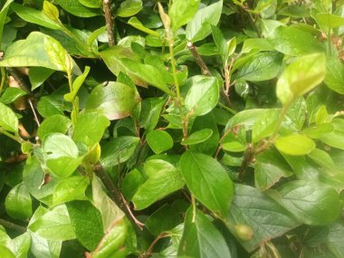 Doğal yeşil yapraklar arkaplan, yakın görünüm 