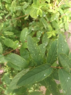 Güzel botanik fotoğrafı, doğal duvar kağıdı.