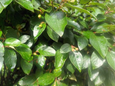 Ağaçtaki yeşil yapraklar