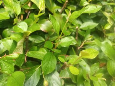 Doğal yeşil yapraklar arkaplan, yakın görünüm 