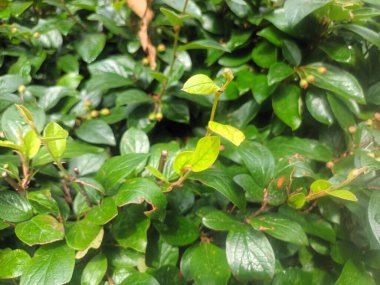 Doğal yeşil yapraklar arkaplan, yakın görünüm 