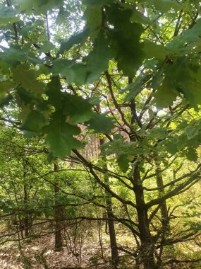 Ormanın güzel manzarası