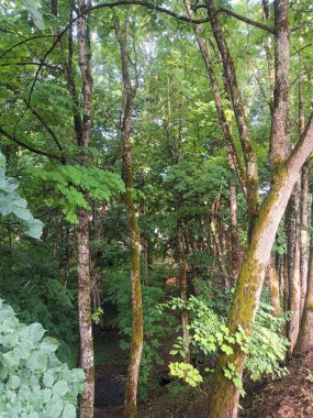 a forest in the mountains