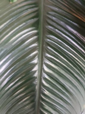 yeşil tropikal yaprak, doğa arkaplan