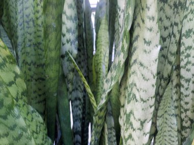 Güzel botanik fotoğrafı, doğal duvar kağıdı.