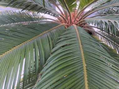 yeşil yapraklar, bitkiler ve yapraklar