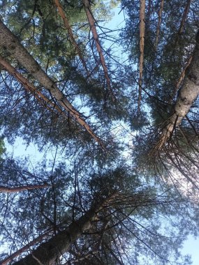 Ormanda mavi gökyüzüne karşı uzun çam ağaçları