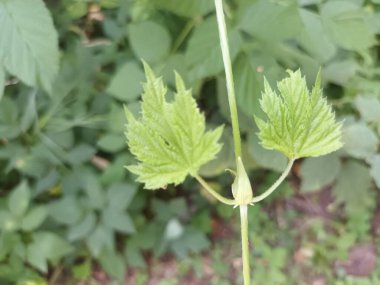 yeşil yapraklar, bitkiler ve yapraklar