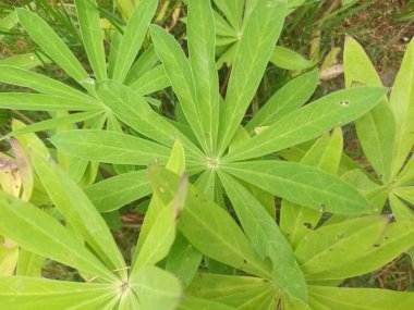 bir bitkinin yeşil yaprakları