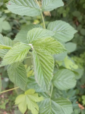 yeşil yapraklar, bitki örtüsü ve doğa