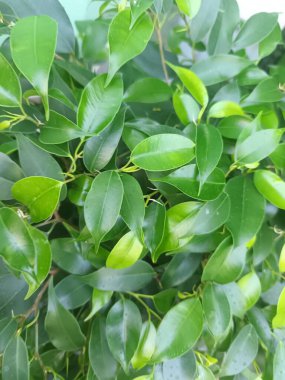 Ağaçtaki yeşil yapraklar