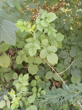 Bahçede yeşil yapraklar