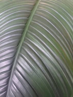 yeşil tropikal yaprak, doğa arkaplan