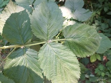 bir ağacın yeşil yaprakları