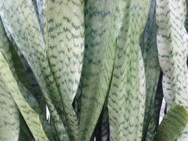 Yeşil aloe vera yapraklarını kapatın..