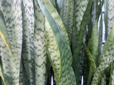 yeşil yapraklar, bitkiler ve yapraklar