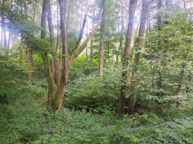 Ormanda yeşil ağaçlar