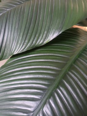 yeşil tropikal yapraklar, doğa arka planı