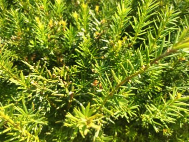 çam ağacı dalı iğne ile