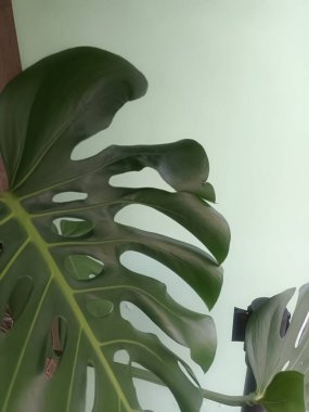 Yeşil canavar yapraklarının yakın görüntüsü 