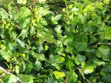 Duvardaki yeşil sarmaşığın yakın çekim görüntüsü