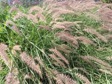 Güzel botanik fotoğrafı, doğal duvar kağıdı.