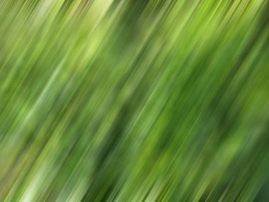 yeşil yaprak arkaplan, güzel yeşil yaprak arkaplan