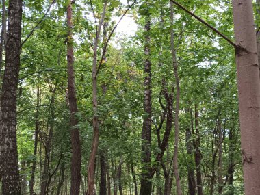 Ormanda yeşil ağaçlar.