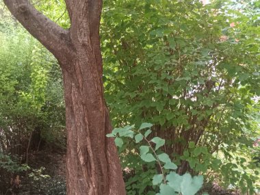 Bahçedeki bir ağacın yeşil yaprakları