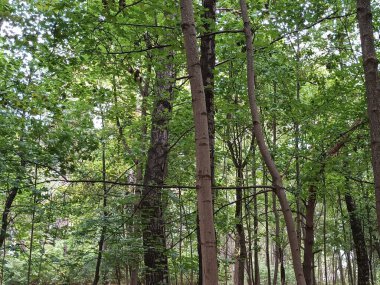 Ormanın güzel manzarası